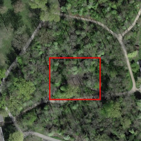 Aufforstung Erlenwald. Vergrösserte Ansicht