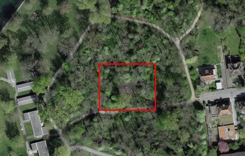 Aufforstung Erlenwald