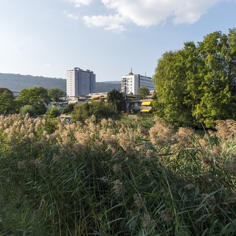 Weidteile. Vergrösserte Ansicht