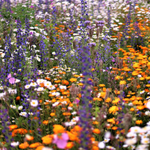 Blumen farbig. Vergrösserte Ansicht