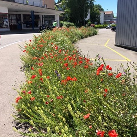 Blumenstreifen. Vergrösserte Ansicht