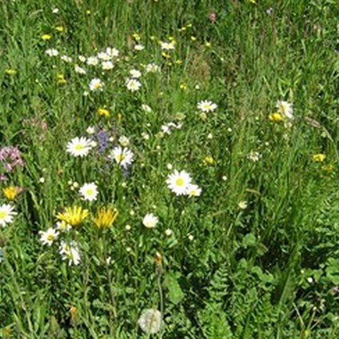 Blumenwiese. Vergrösserte Ansicht