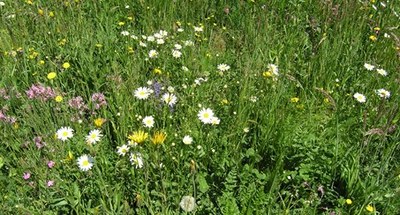 Blumenwiese