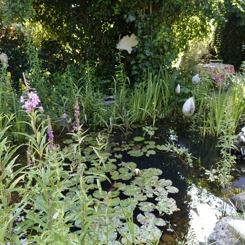 Gartenteich wild und schön. Vergrösserte Ansicht