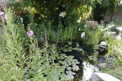 Gartenteich wild und schön