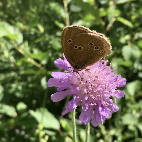 Schmetterling - Bild L. Rohde. Vergrösserte Ansicht