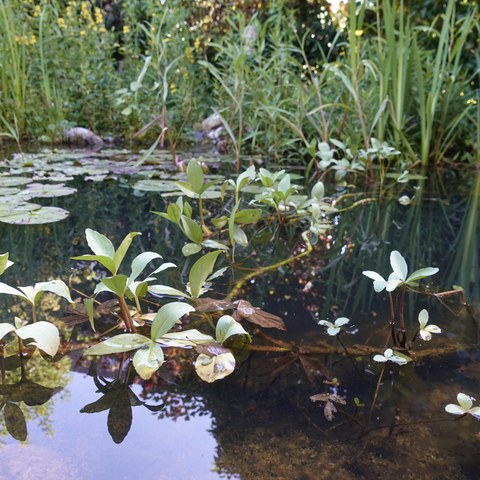 Gartenteich Gina B. - Bild: Fritz Berger. Vergrösserte Ansicht