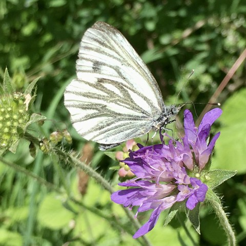 Schmetterling - Bild L. Rohde. Vergrösserte Ansicht