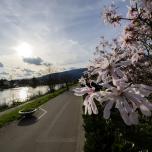 Aare